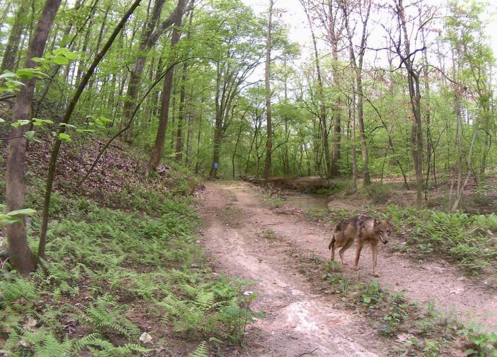 coyote at creek