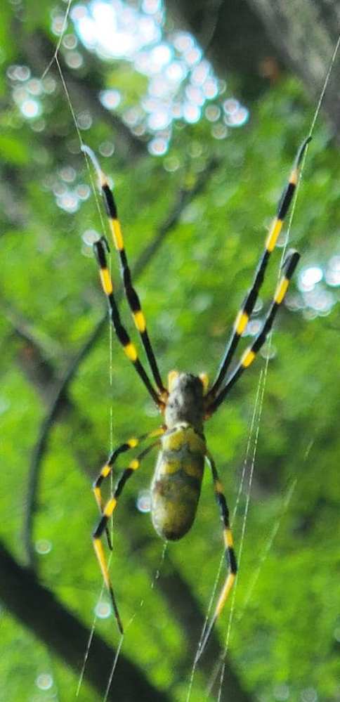 joro spider