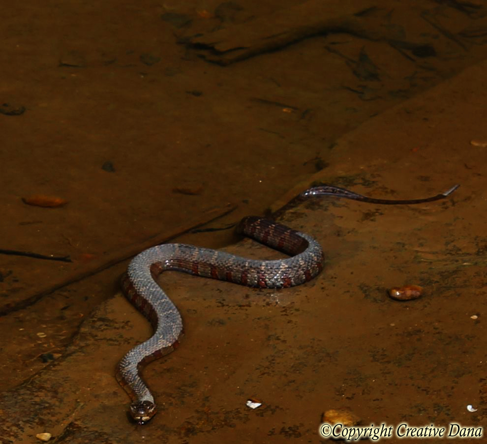 banded water snake