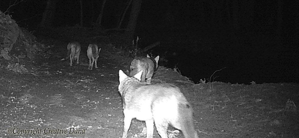 coyote pack at creek