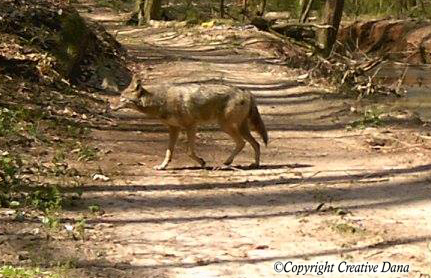 coyote walk