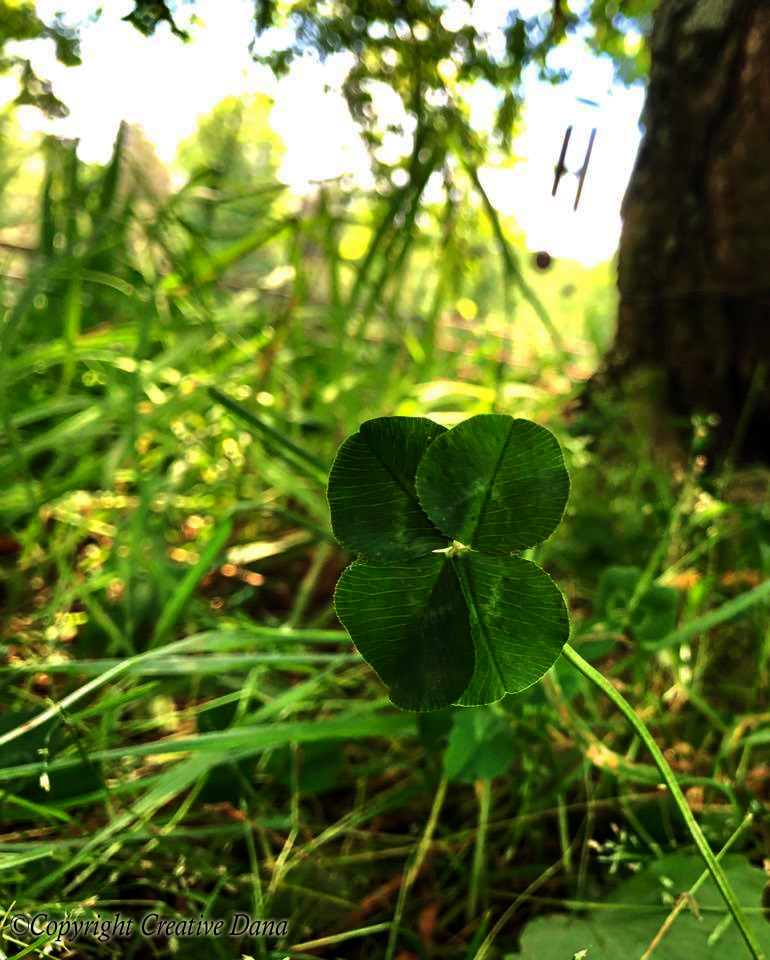 four-leaf clover
