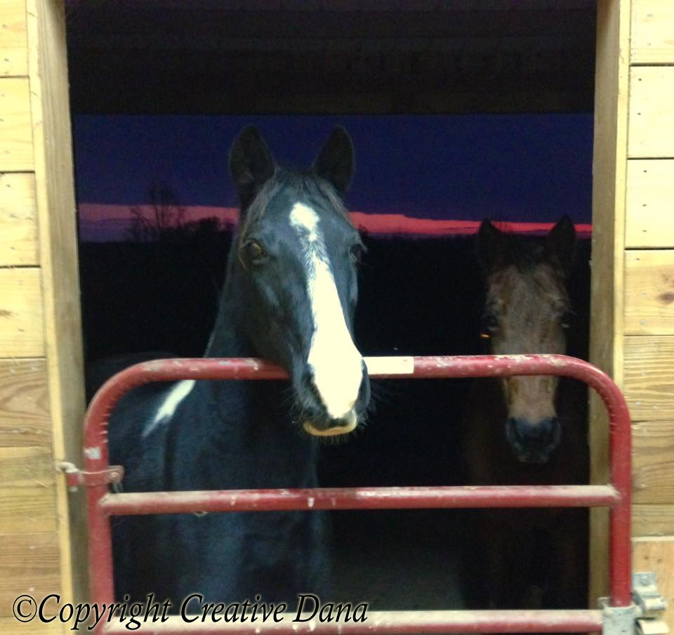 horses at sunset