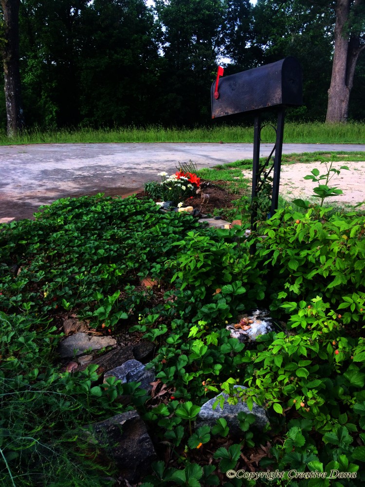 strawberries. mailbox