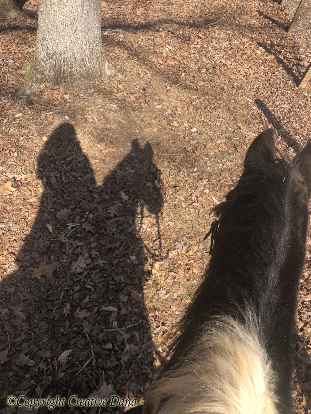 Trot through the Woods on&nbsp;JD