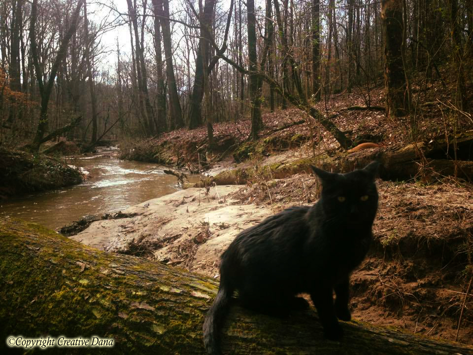 Remember the Kittens