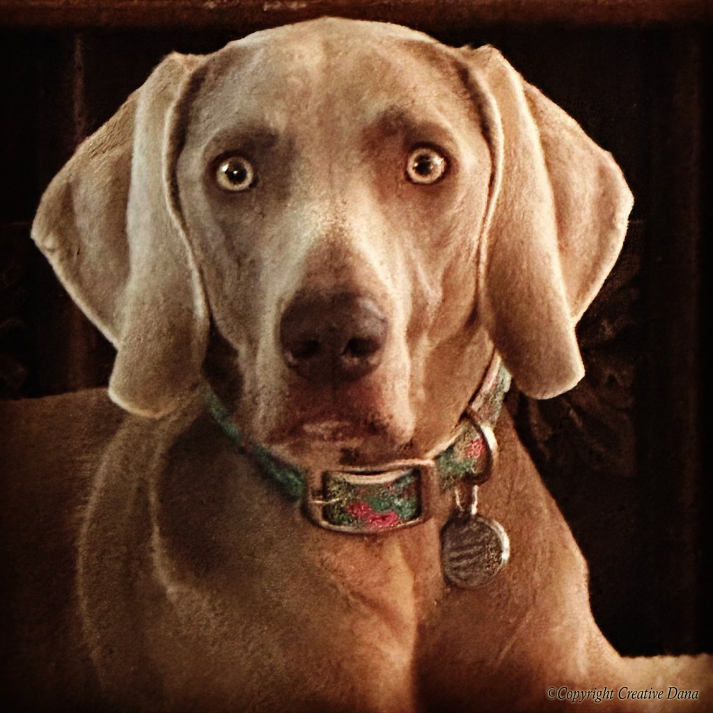 Sadie Swimming off the&nbsp;Dock