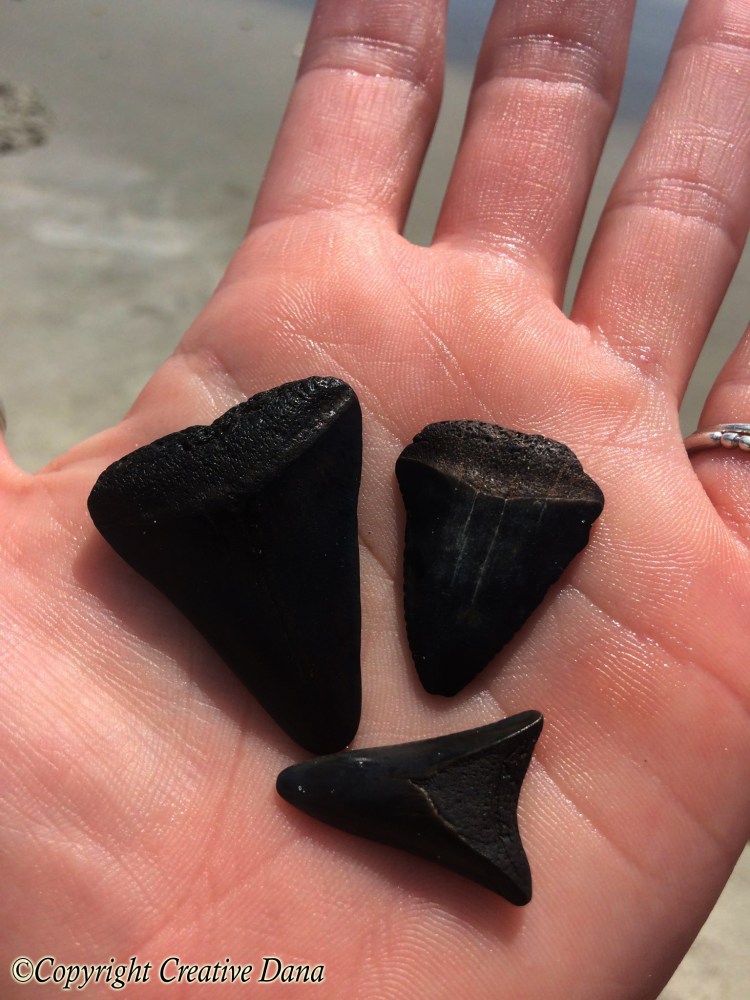 shark teeth