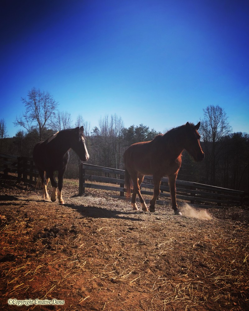 horses, JD, Buddy