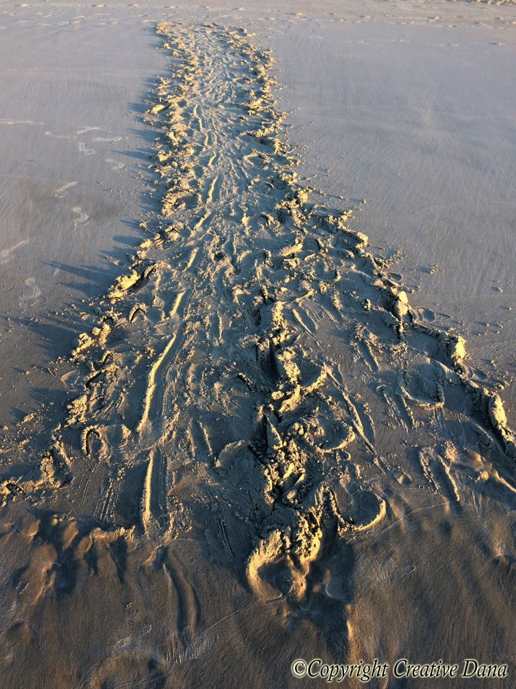 turtle tracks