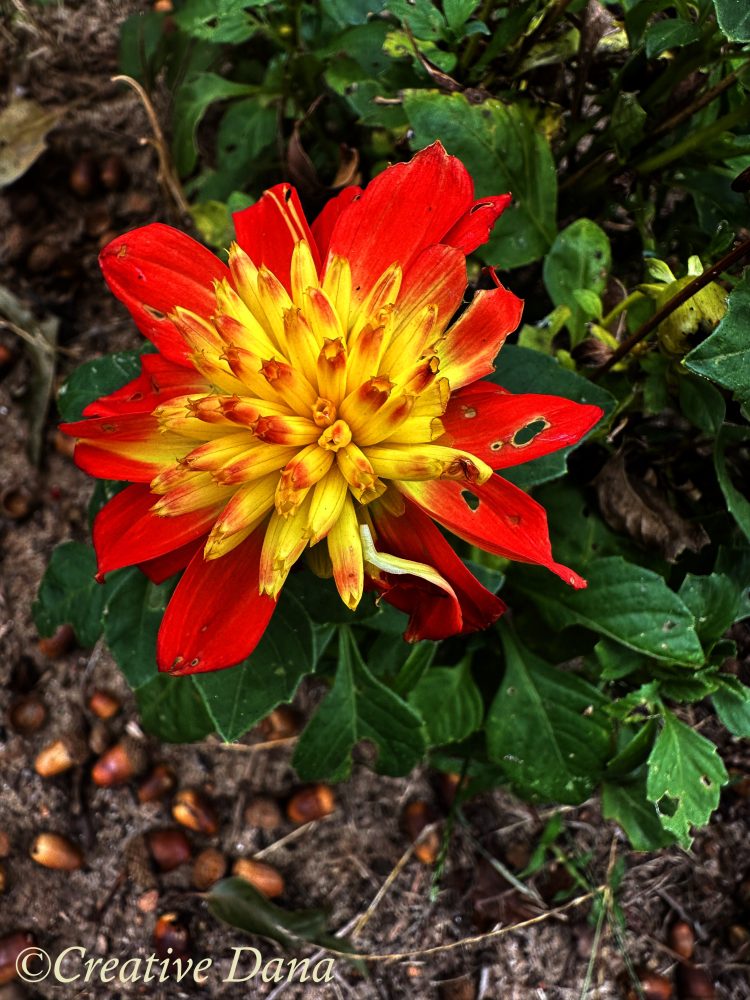 flower dahlia
