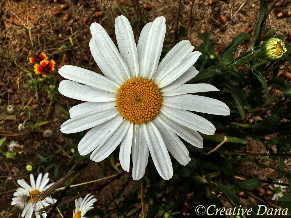 flower daisy