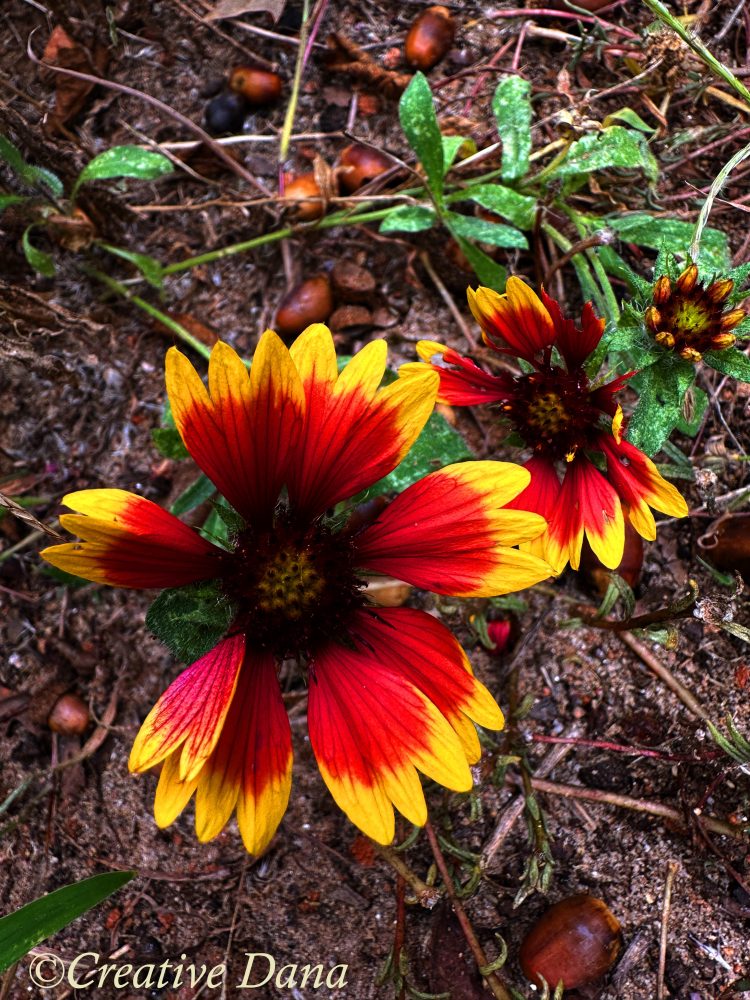 flower indian blanket