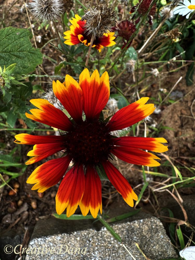 flower indian blanket
