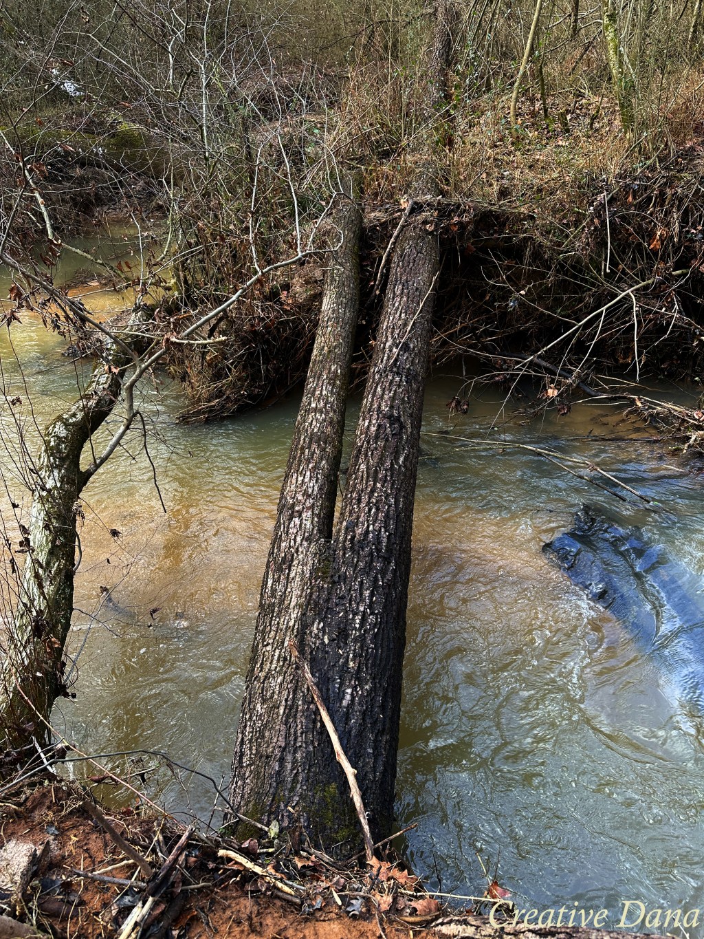 Frogs at the&nbsp;Creek
