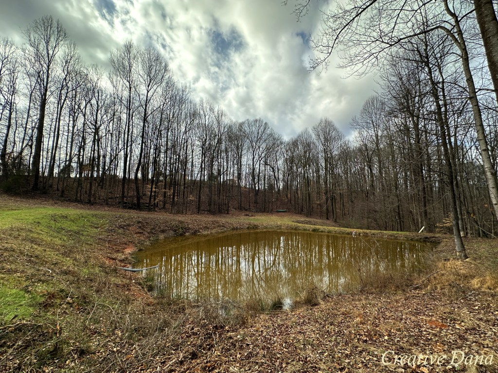 The Ponds after&nbsp;Rain