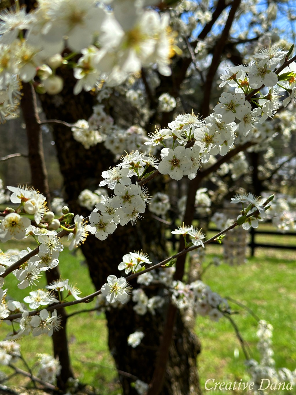 Plum Tree