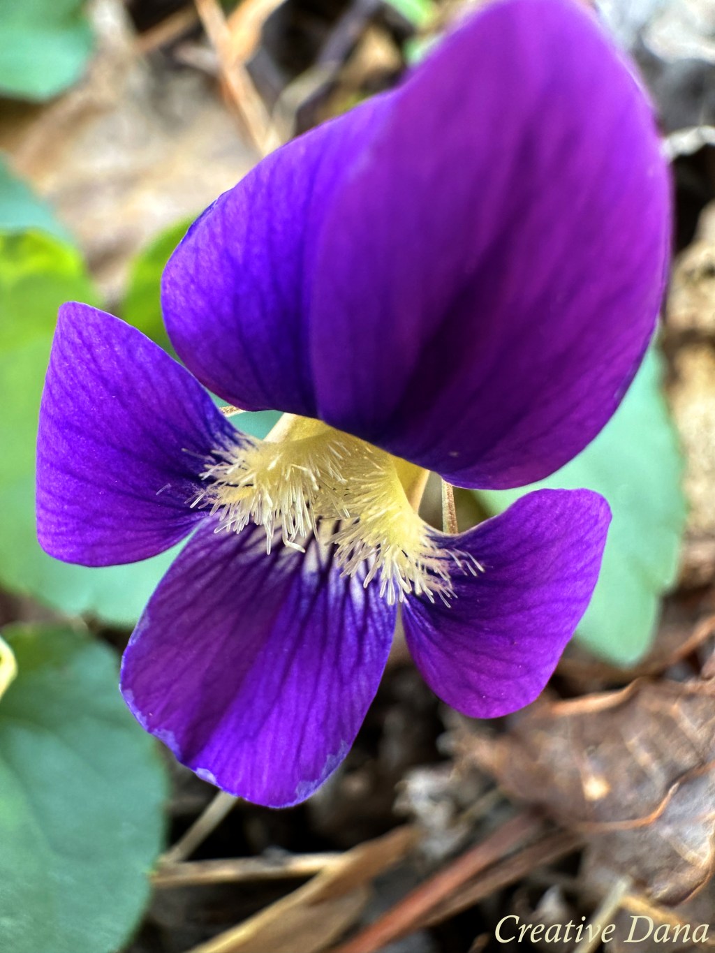 All the Little&nbsp;Flowers